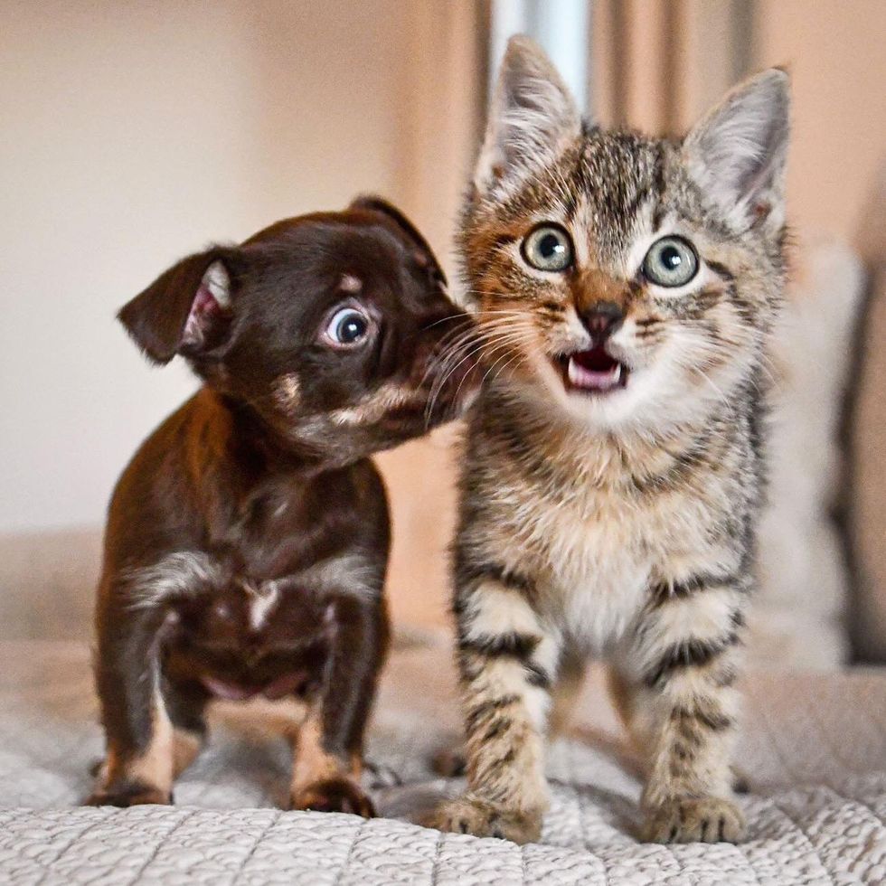 puppy kitten friends