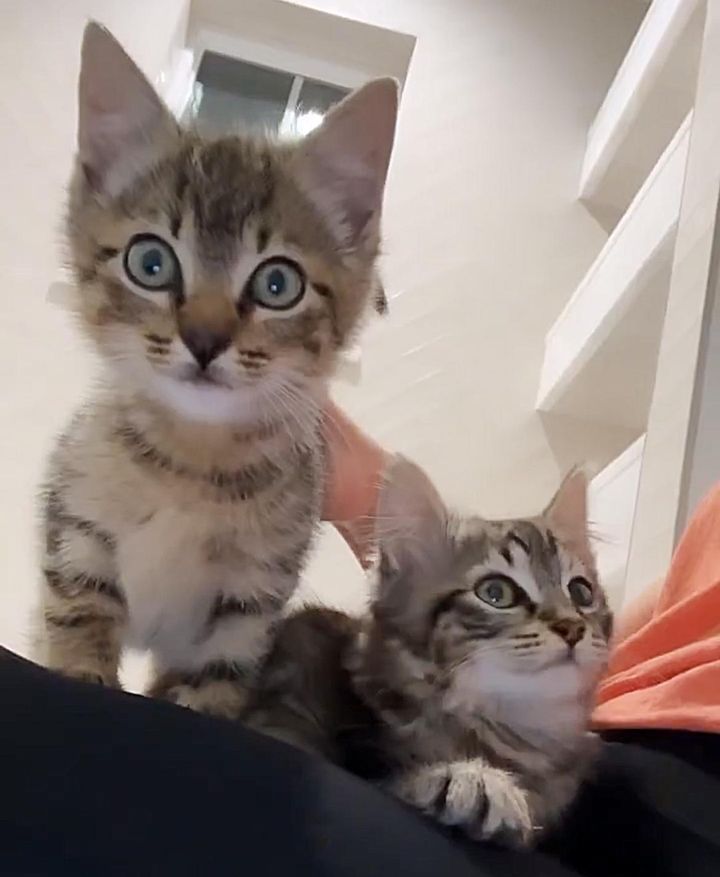 lap kittens tabbies
