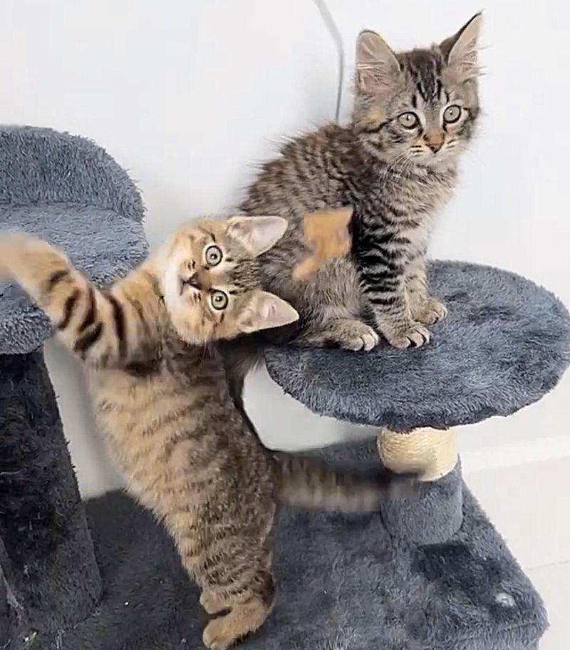 tabby kittens cat tree