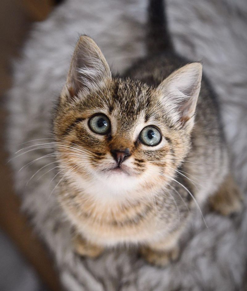 happy tabby kitten