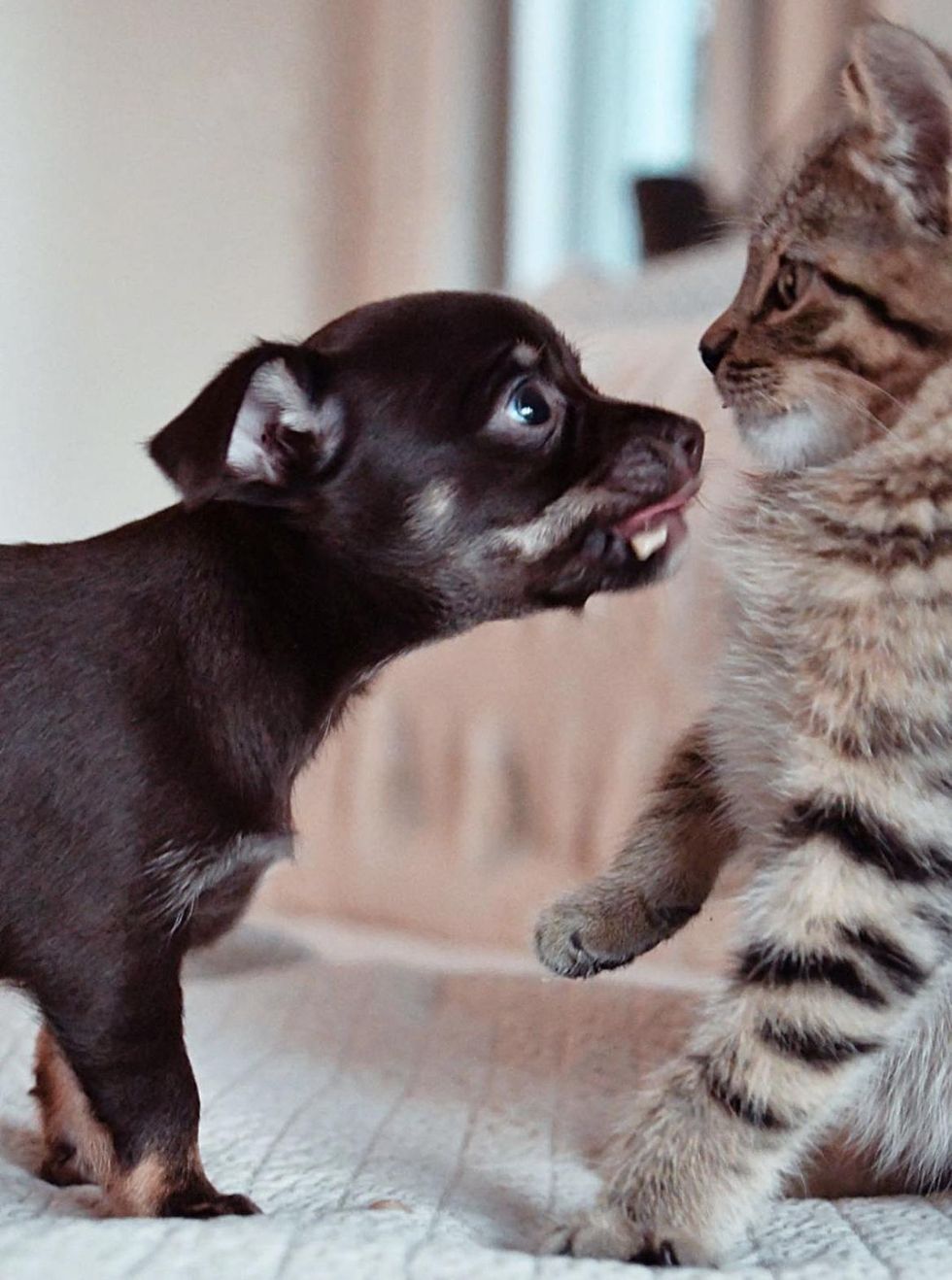 puppy kitten friends