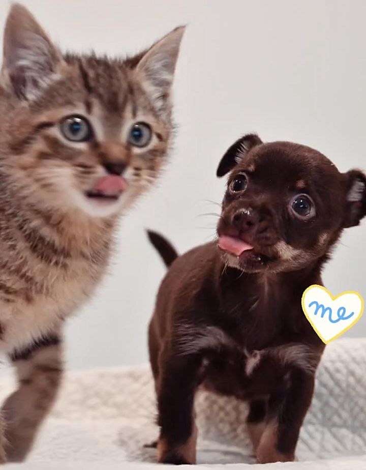 puppy loves kitten friends