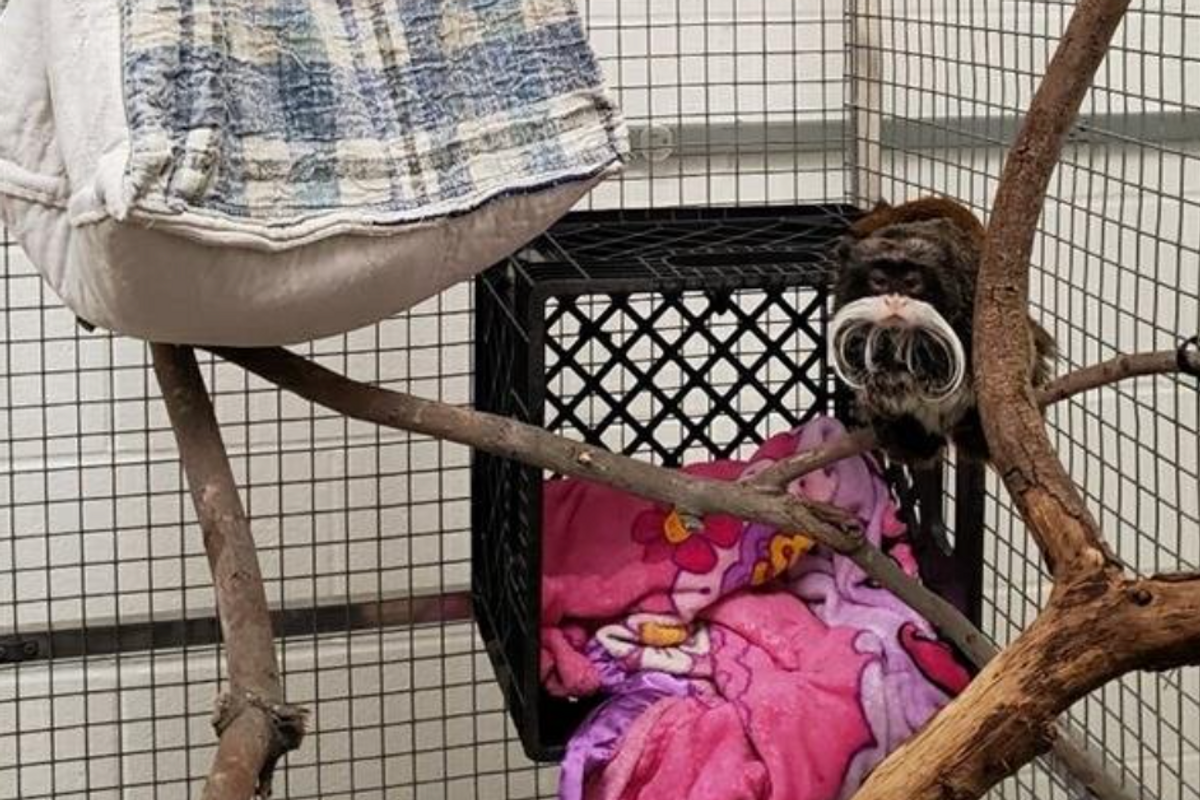 Missing Monkeys Found, Are Back At Zoo Getting Snuggly