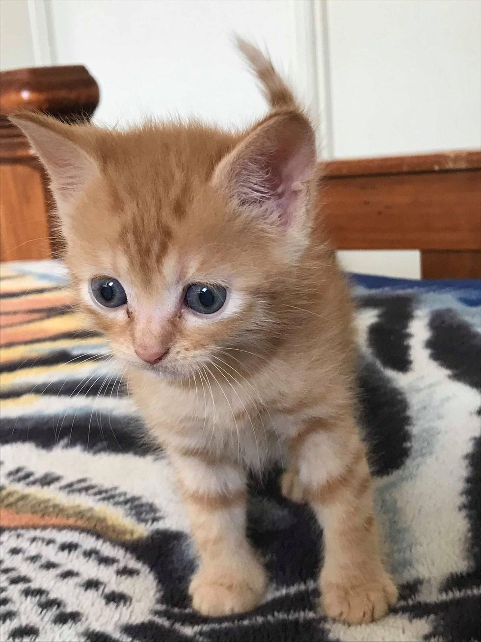 cute orange kitten