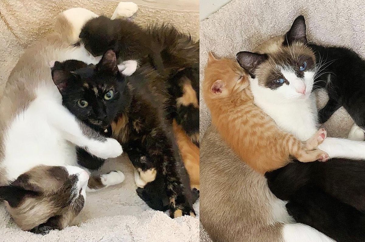 Cats Work Side by Side to Care for 6 Kittens, a Blended Family, with the Help of Kind People