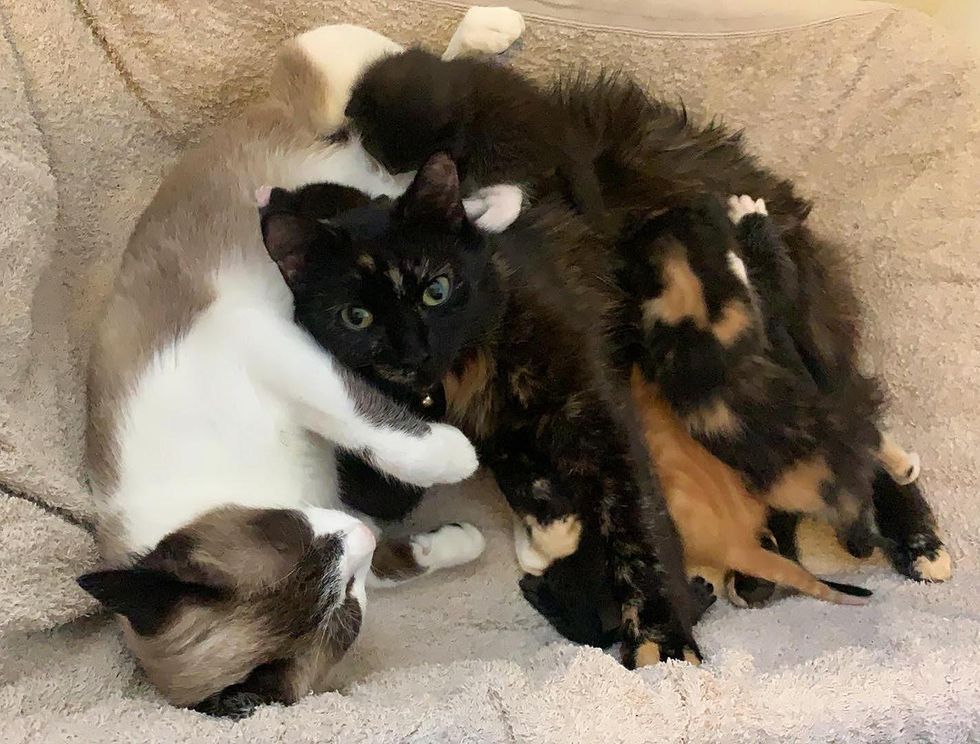 Cats Work Side by Side to Care for 6 Kittens, a Blended Family, with ...