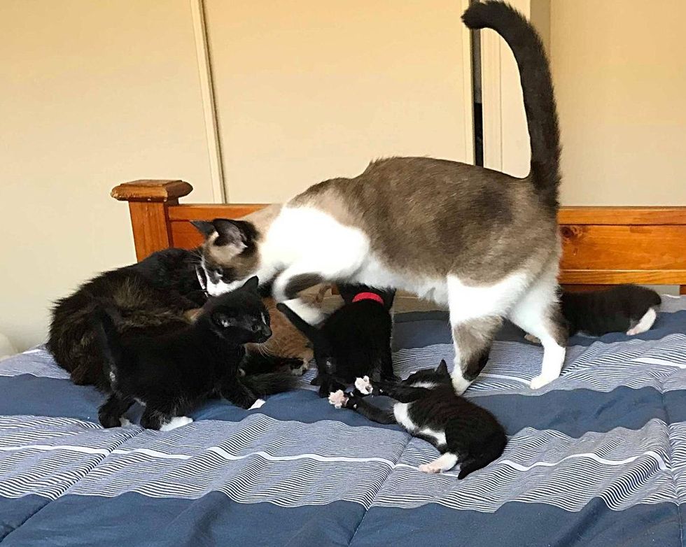 cat moms kittens