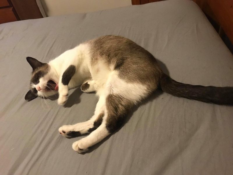 yawning snowshoe cat