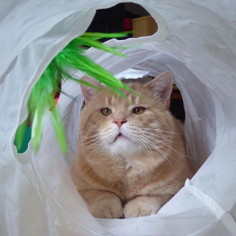 fluffy orange cat tunnel