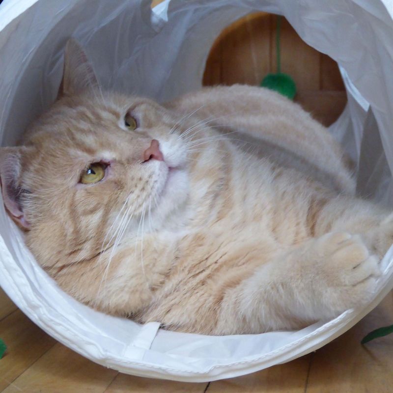 fluffy orange cat tunnel