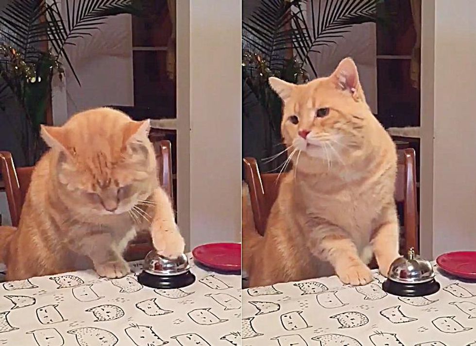 orange cat rings bell