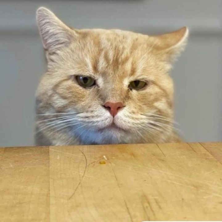 orange cat dining table