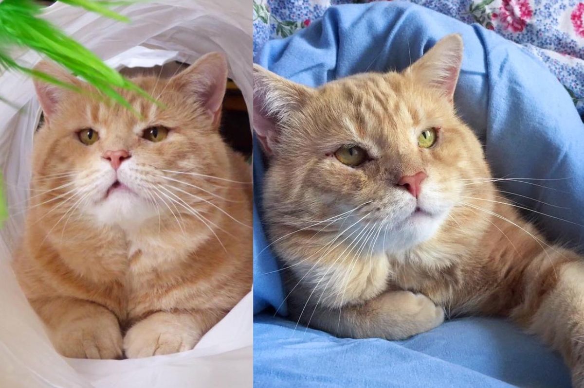 Cat Shows Up for Help After Years Braving the Streets, Now He's a Big Character with So Much to Give