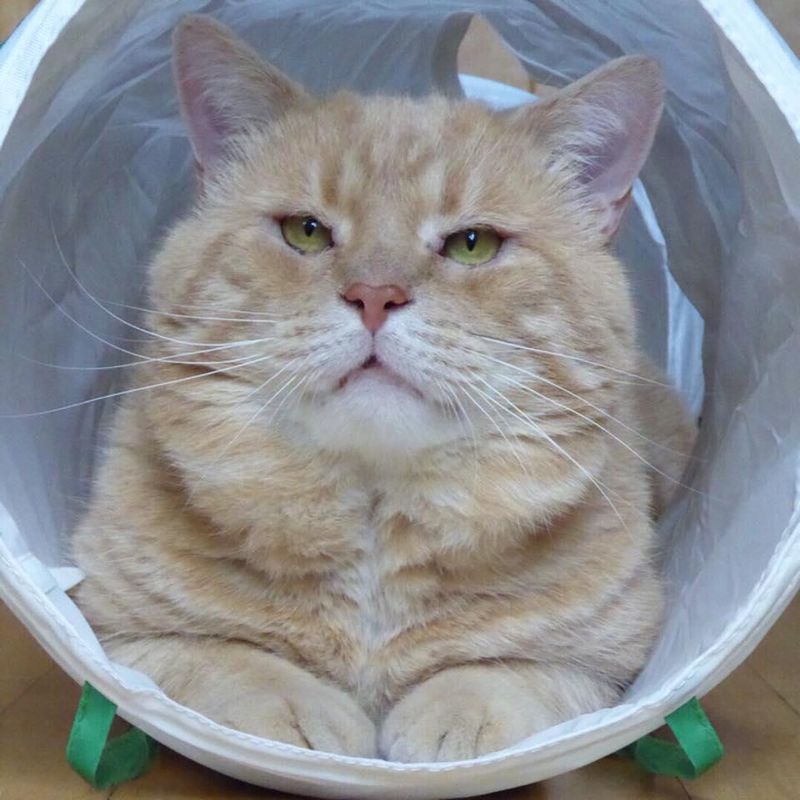 fluffy orange tabby cat tunnel