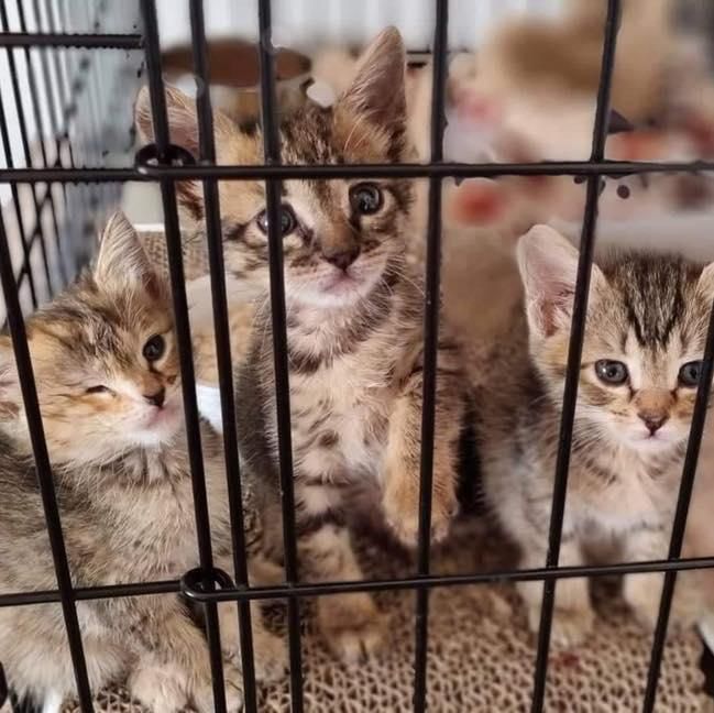 rescued tabby kittens