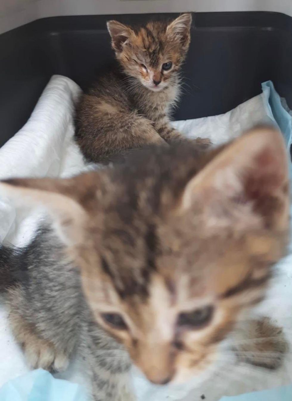 one eyed kitten tabbies