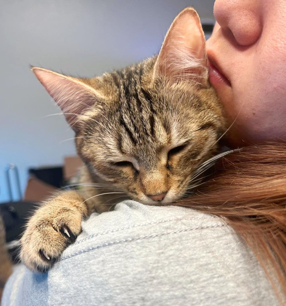 snuggling hugs tabby cat