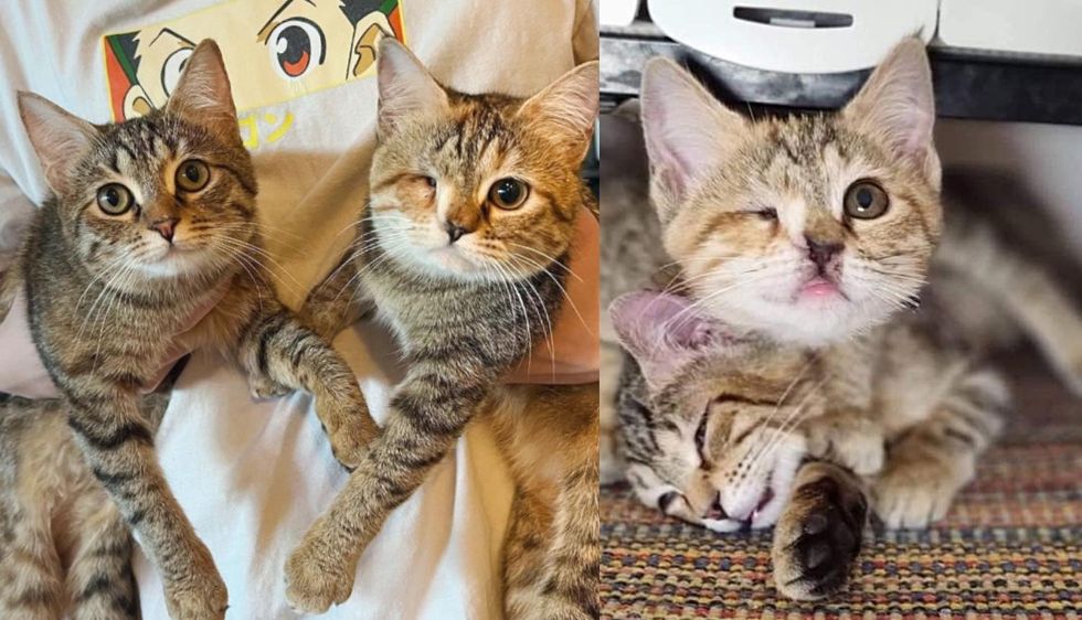 Kittens Found Living on the Streets Travel to Another Continent to Find Dream Home Together