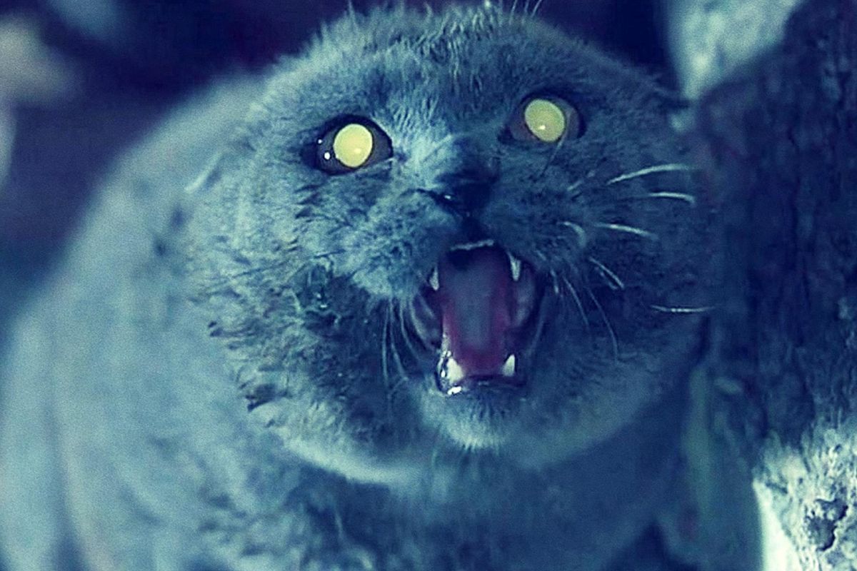 the cat from pet semetary