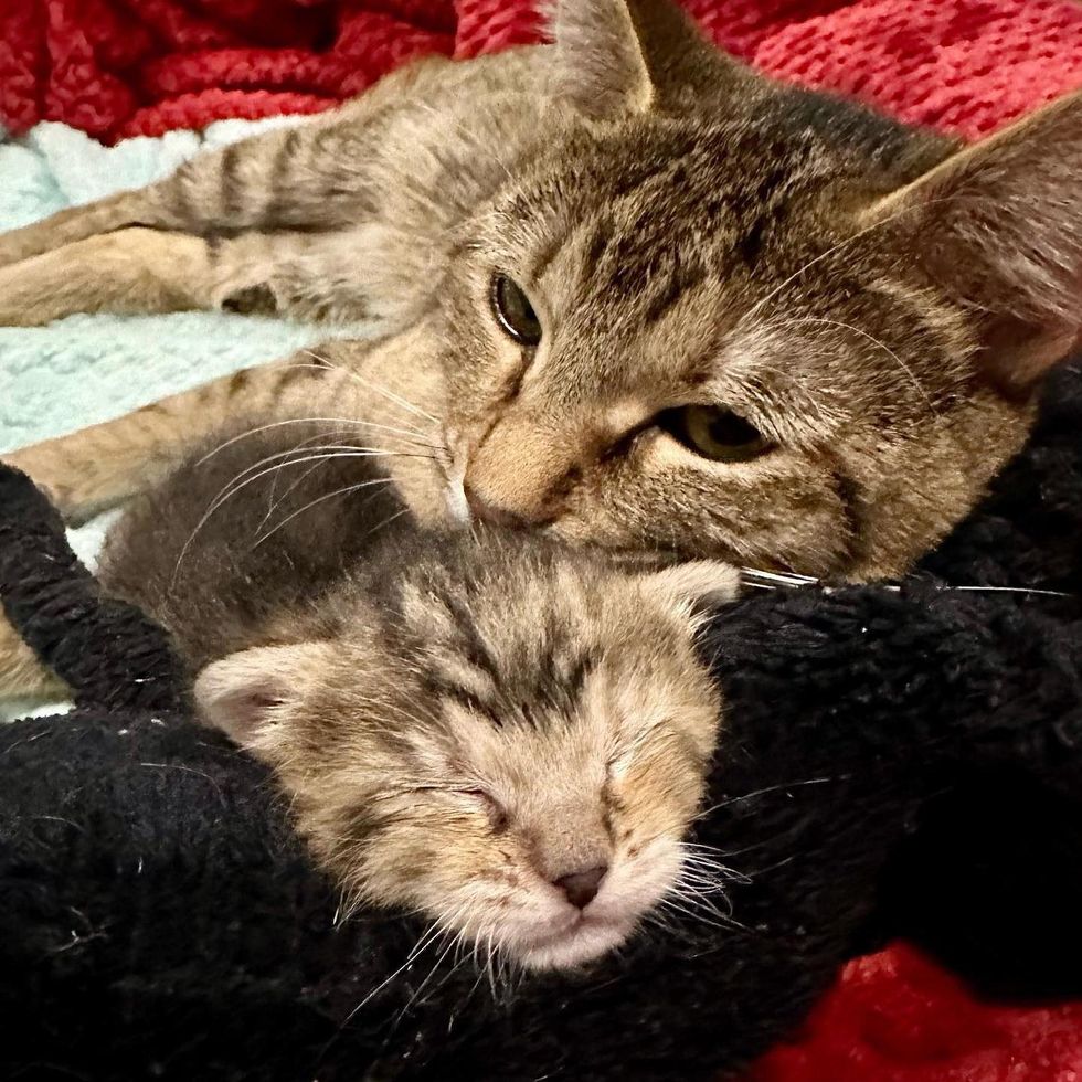cat mom snuggling kitten