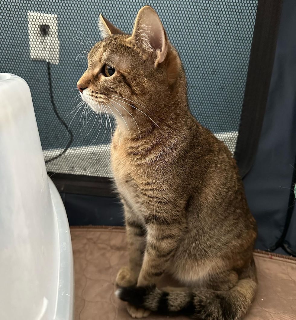 Kitten Follows Cat Everywhere Trying to Keep Up After Their Lives Have