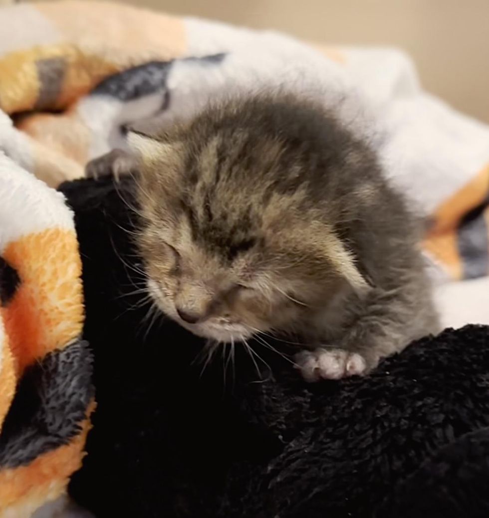 newborn tabby kitten harriet