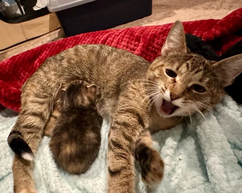 kitten nursing cat mom