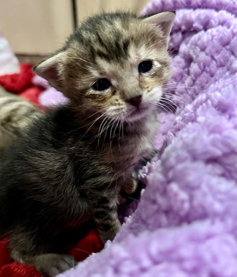 tiny tabby kitten harriet