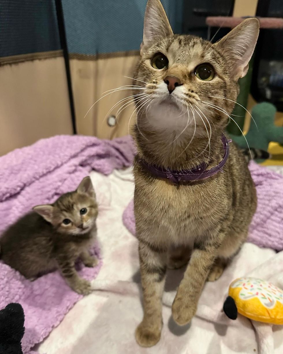 sweet tabby cat kitten