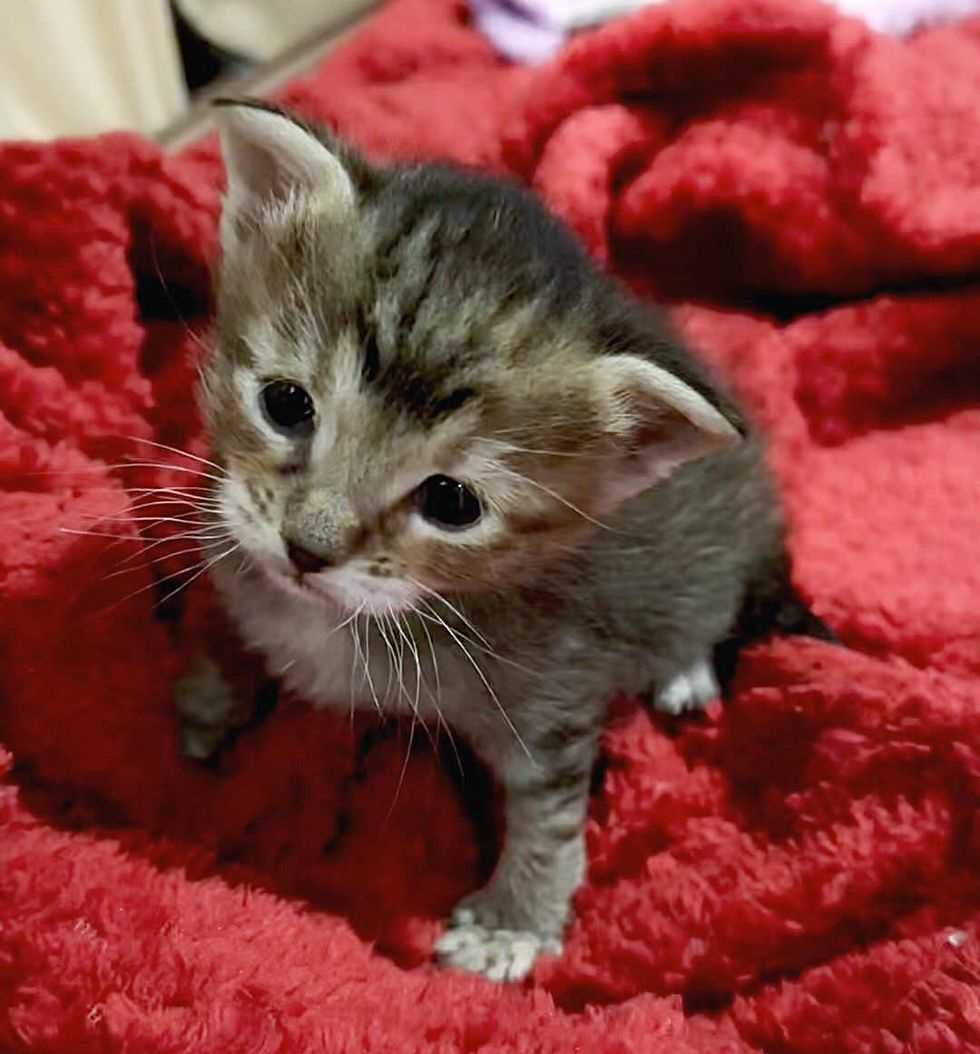 tiny tabby kitten harriet