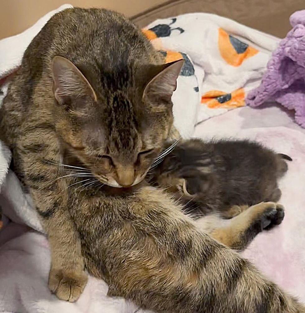 cat nursing kitten