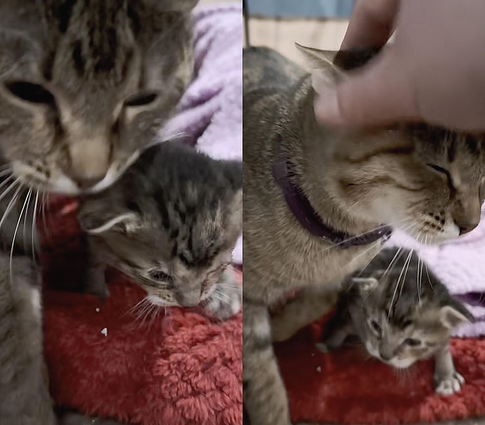 Kitten Follows Cat Everywhere Trying to Keep Up After Their Lives Have