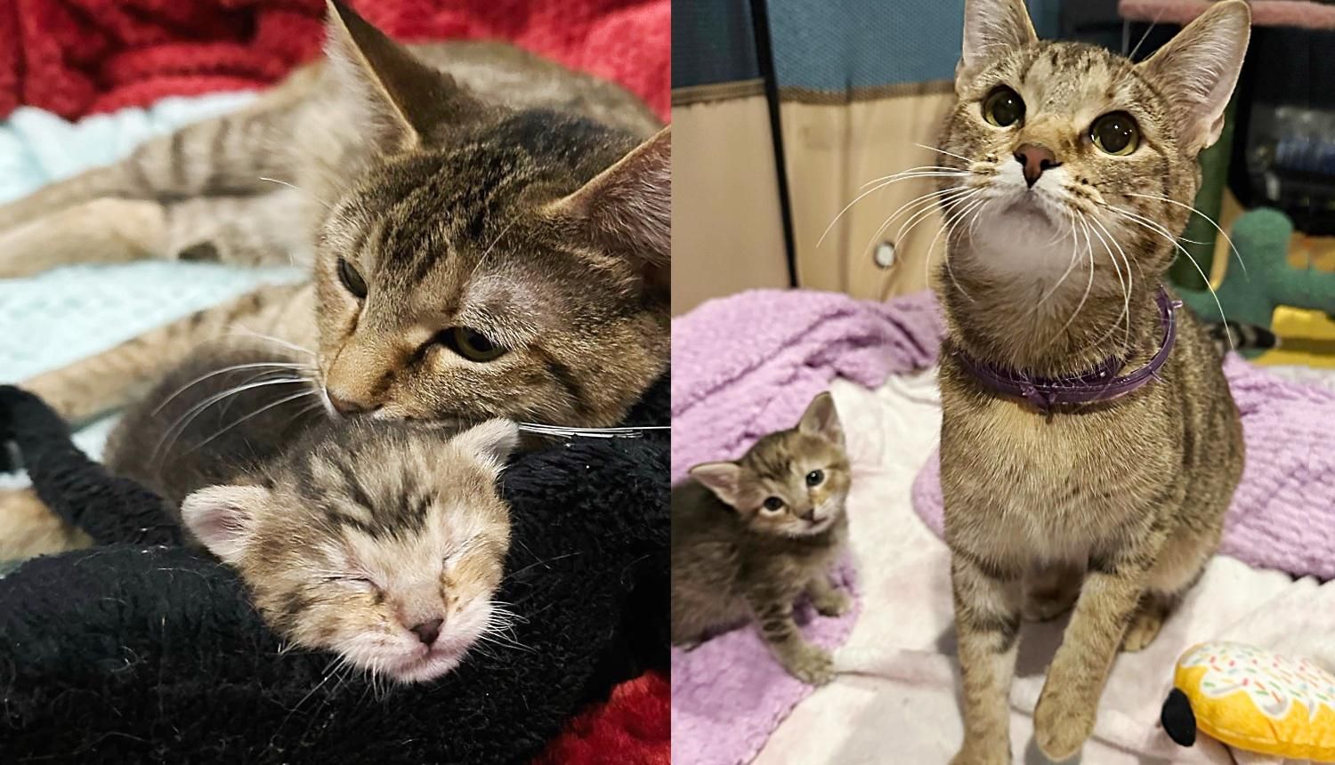 Kitten Follows Cat Everywhere Trying to Keep Up After Their Lives Have