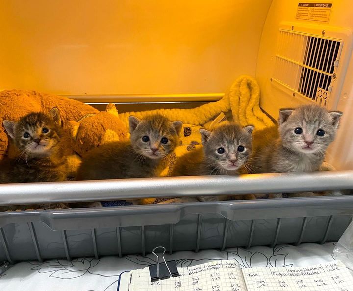 grey kittens incubator