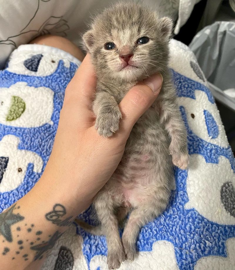 lap kitten bottle time