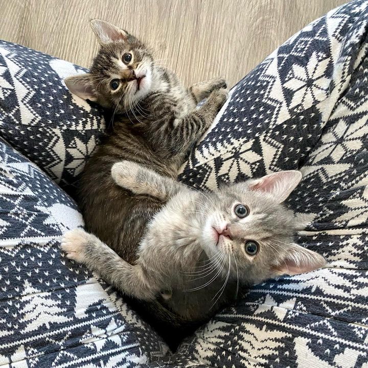 lap kittens best friends