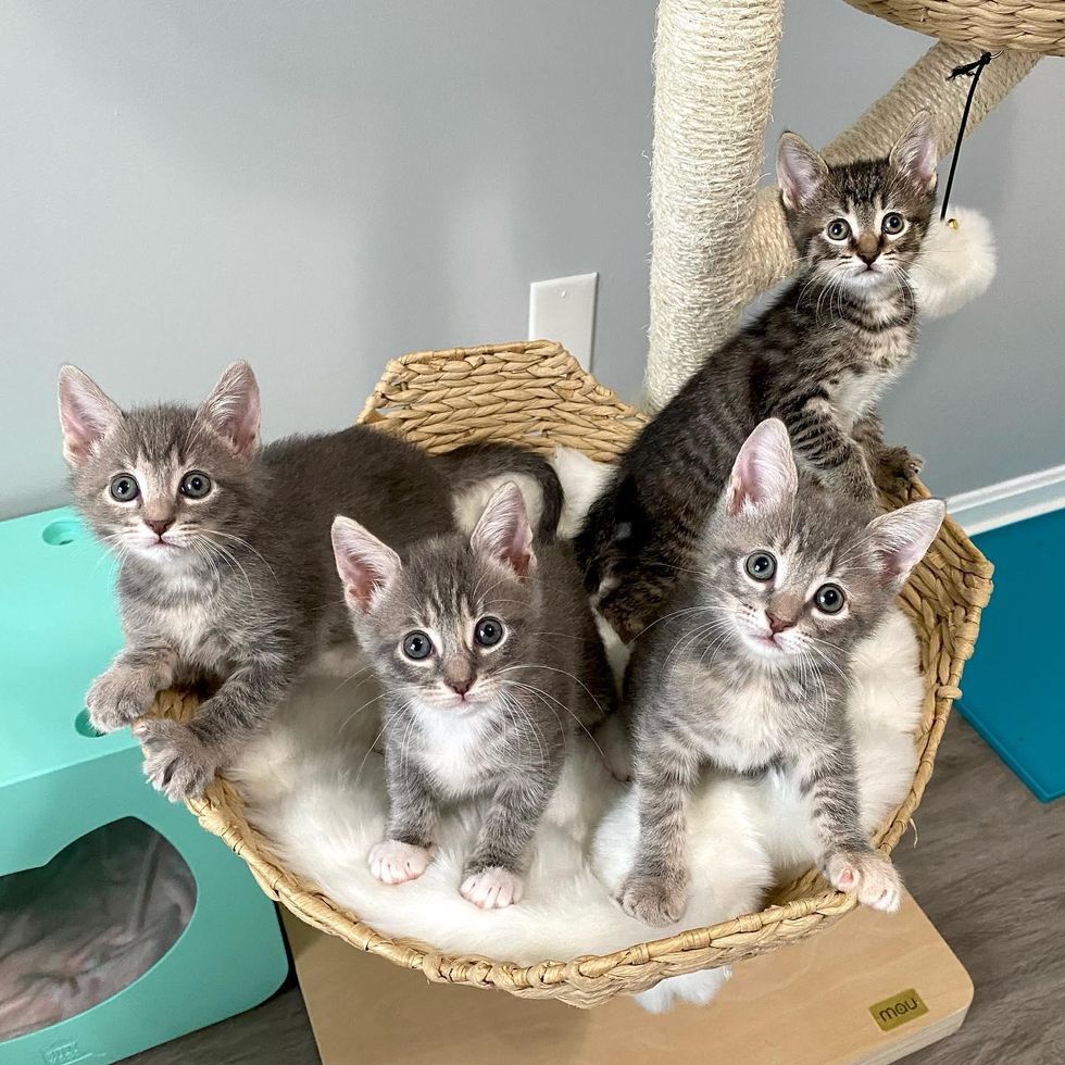 happy kittens cat tree