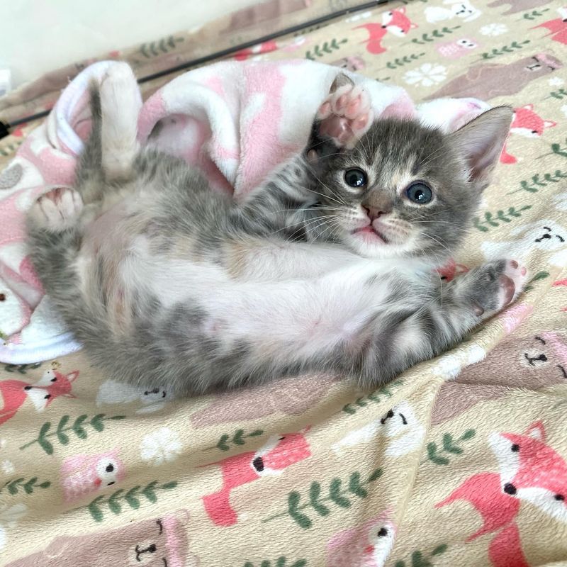 kitten cute belly