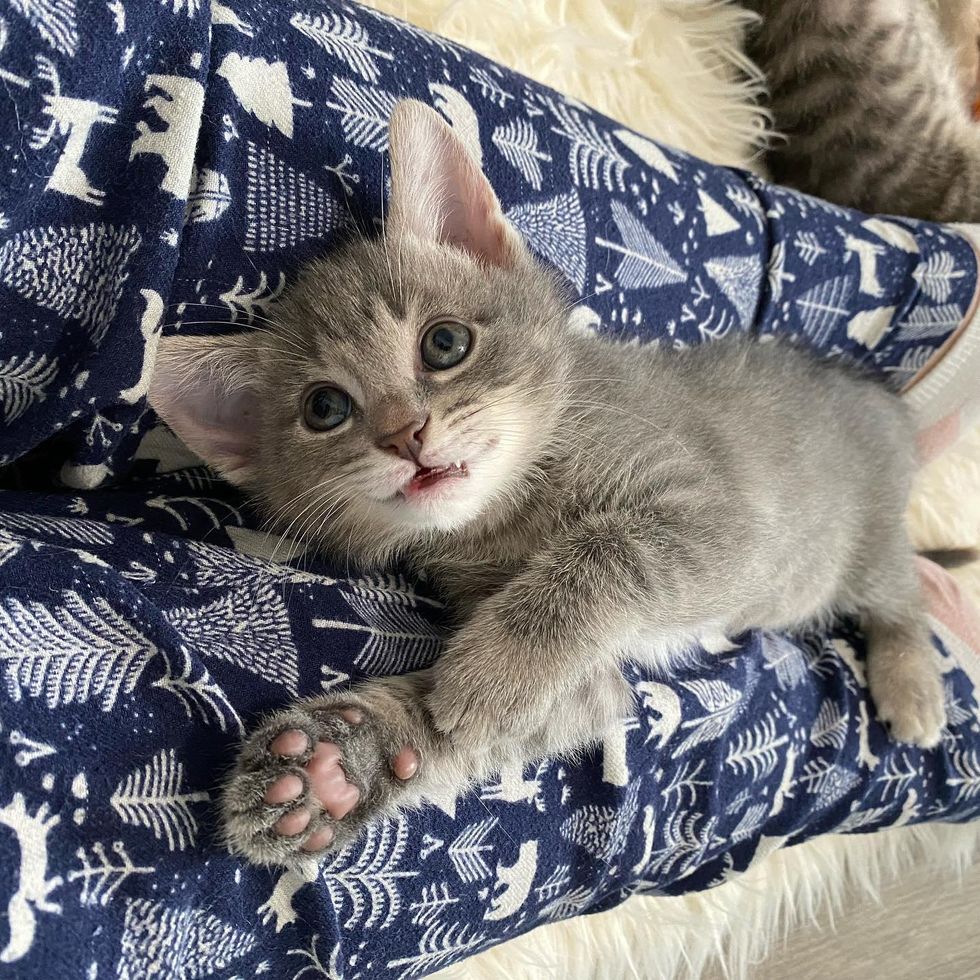 happy lap kitten cat