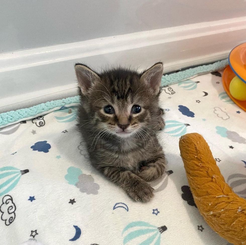 smiley tabby kitten