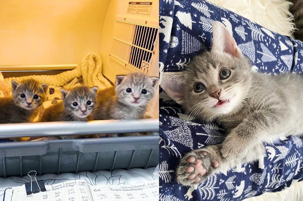 Four Kittens Found Outside at One Week Old Have Come a Long Way as a Tight-knit Bunch
