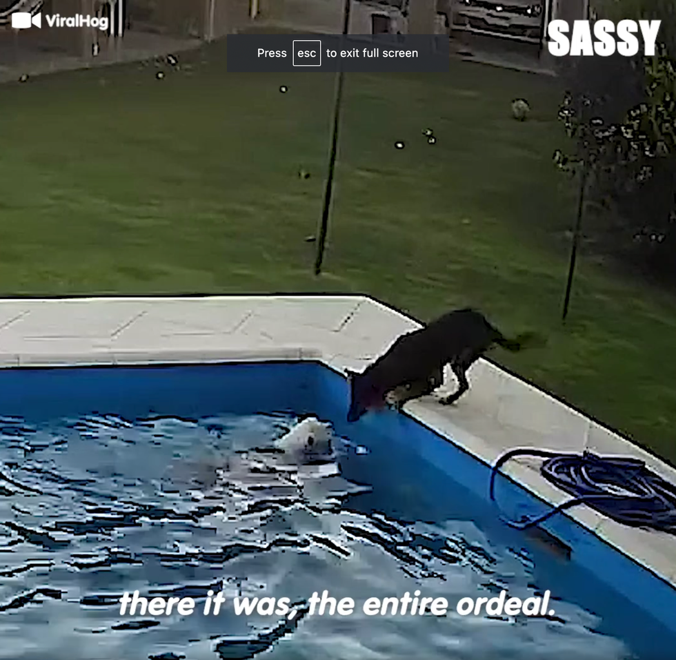 Rescue dog saves her blind sister from drowning and it was caught on video