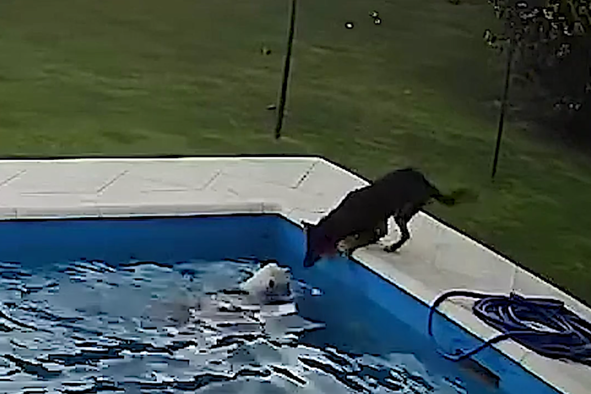 screenshot of black dog leaning into swimming pool where white dog is struggling.