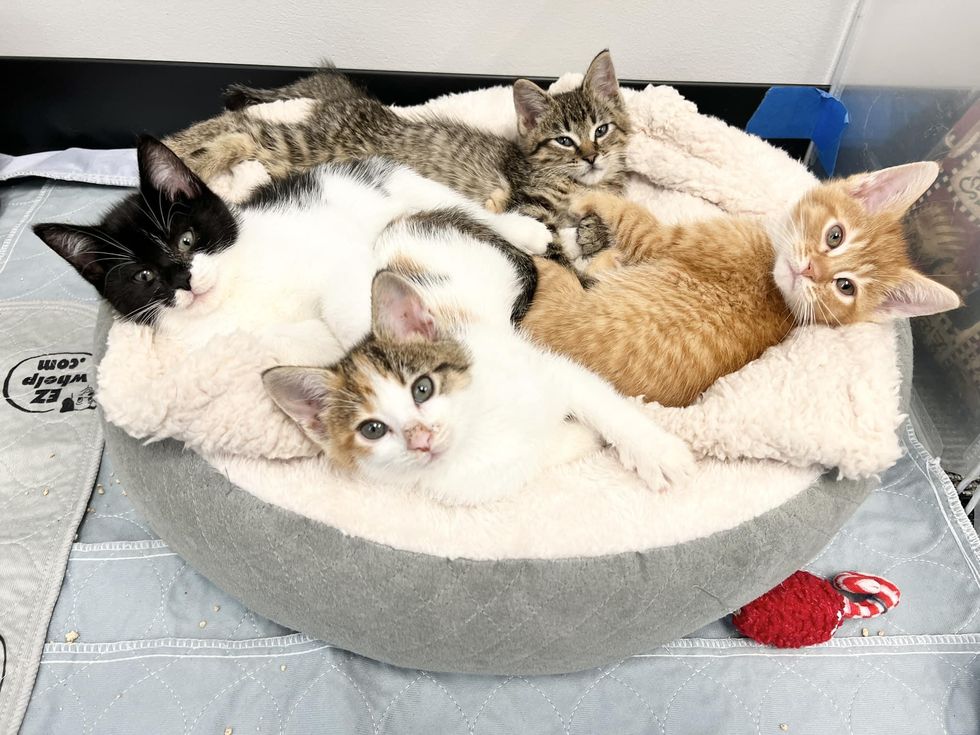 wobbly kittens snuggling