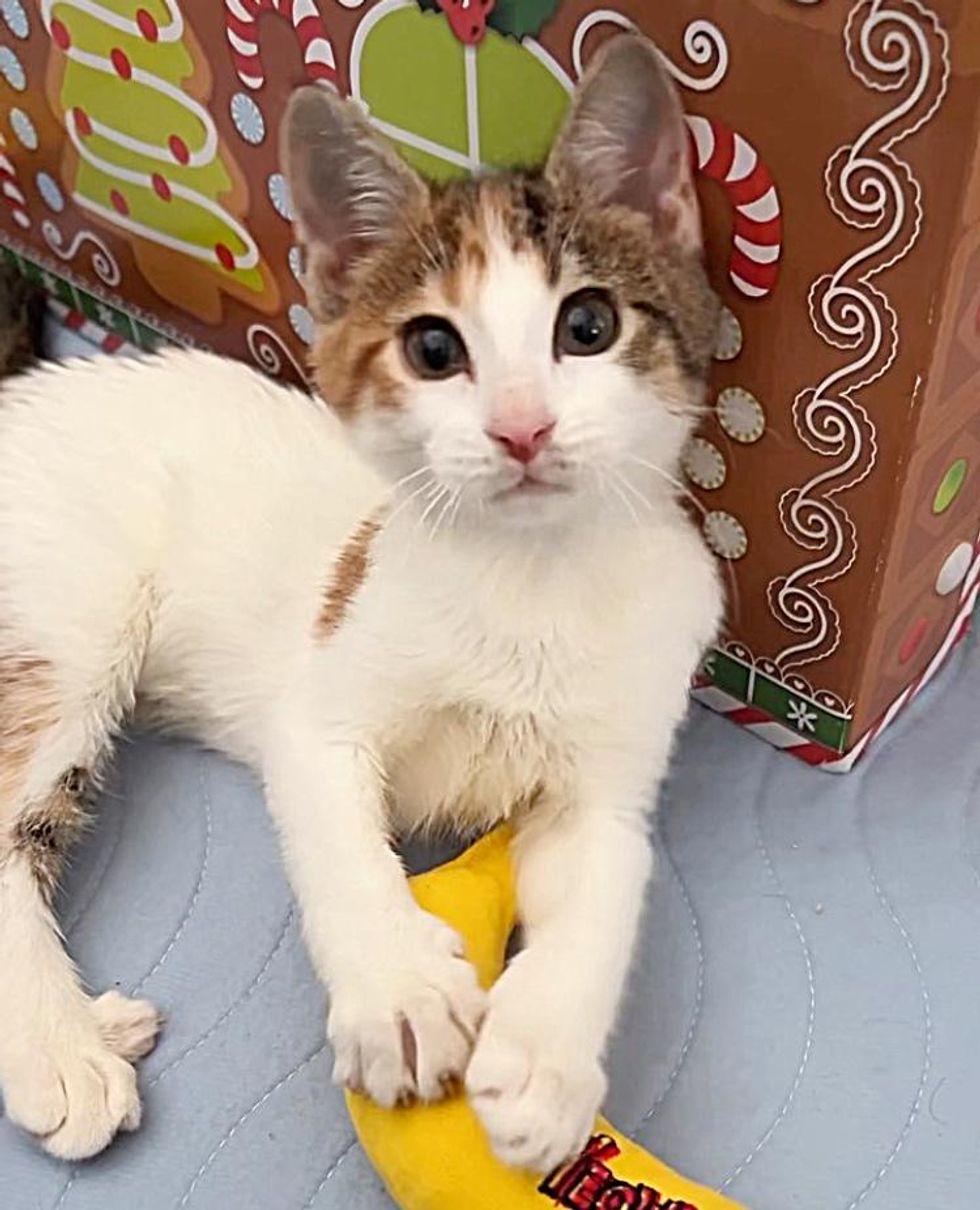 calico kitten toy