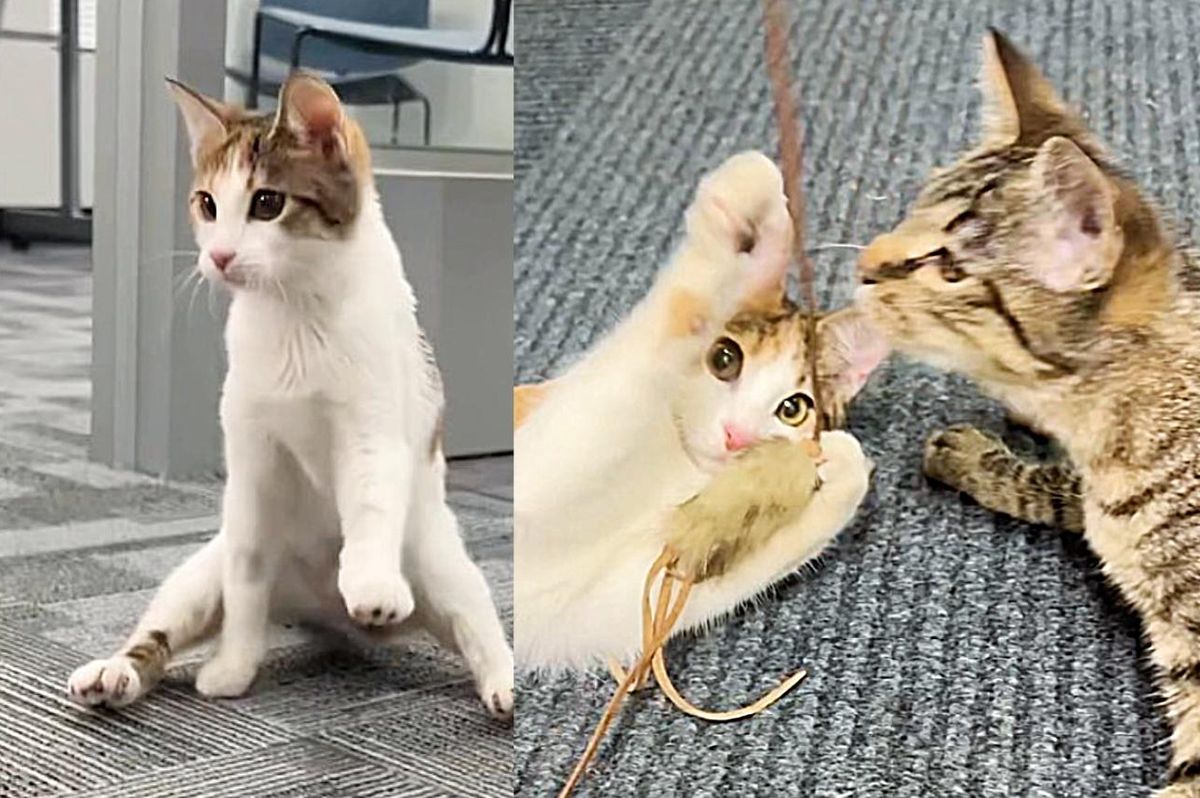 Kittens Both Wobbly and Full of Life Won't Go Anywhere without Each Other