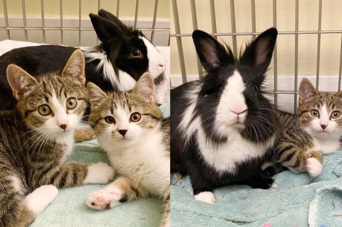 Kittens Help Each Other Learn to Trust, They Go on to Befriend a Wobbly Bunny