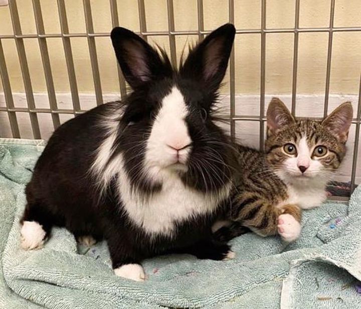 rabbit kitten friends