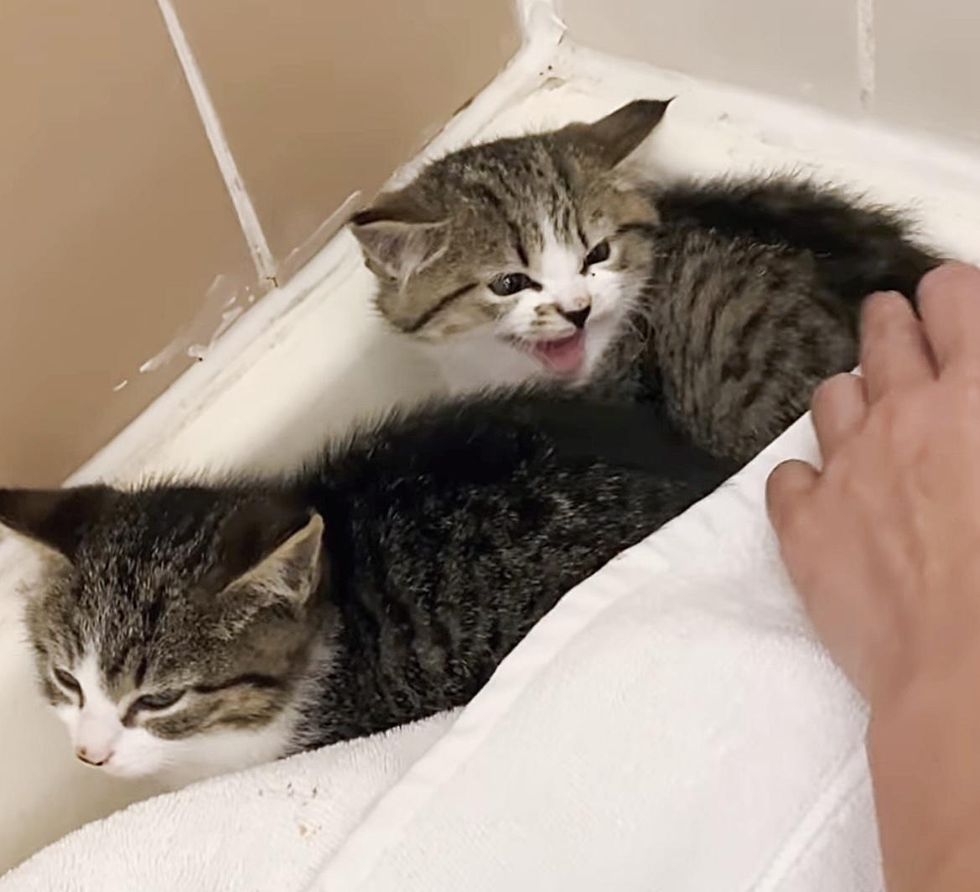 timid kittens