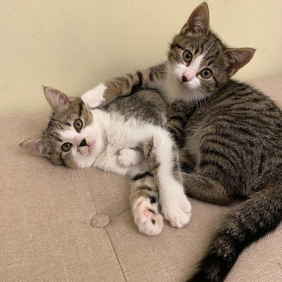 bonded tabby kittens sisters